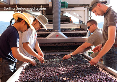 Sorting destemmed grapes