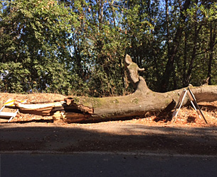 モンテベロ･ロードで倒れるオークの大木