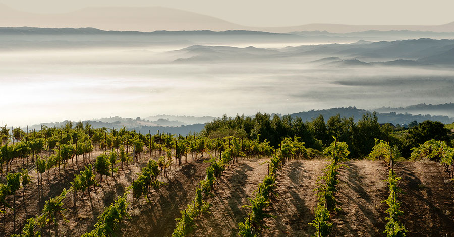 Ridge Vineyards: Exceptional single-vineyard wines since 1962