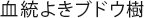 血統よきブドウ樹