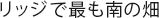 リッジで最も南の畑